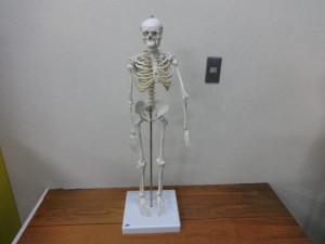 人骨模型1